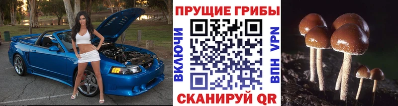 где можно купить   Катайск  Галлюциногенные грибы мицелий 